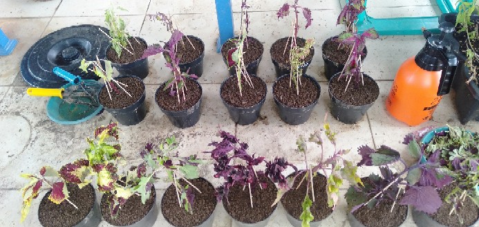 No 20 Tanaman Hias Miana/coleus/iler/jawer Kotok