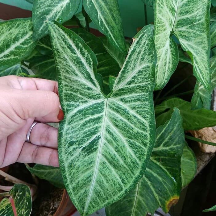 Tanaman Syngonium Batik - Syngonium Podophyllum
