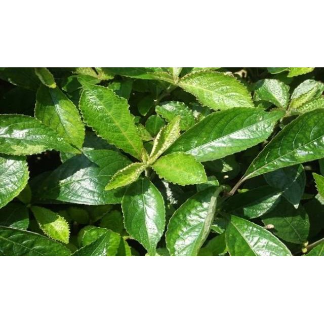 

terbaru Daun keji beling/ pecah beling segar obat herbal alami 500gr segar