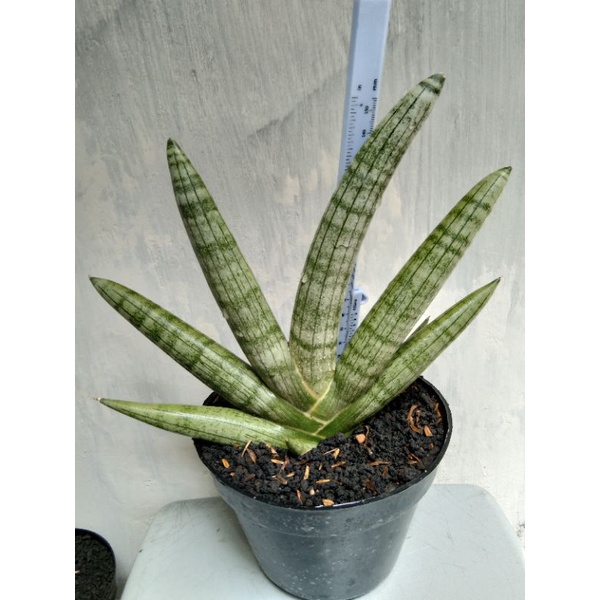 Sanseivera Boncel silver dr induk variegata