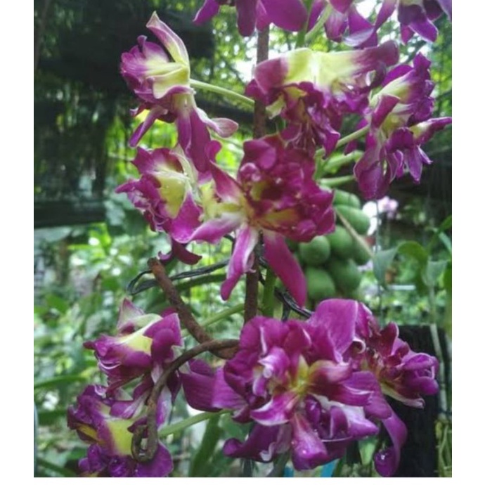 anggrek koleksi ( Dendrobium mawar )