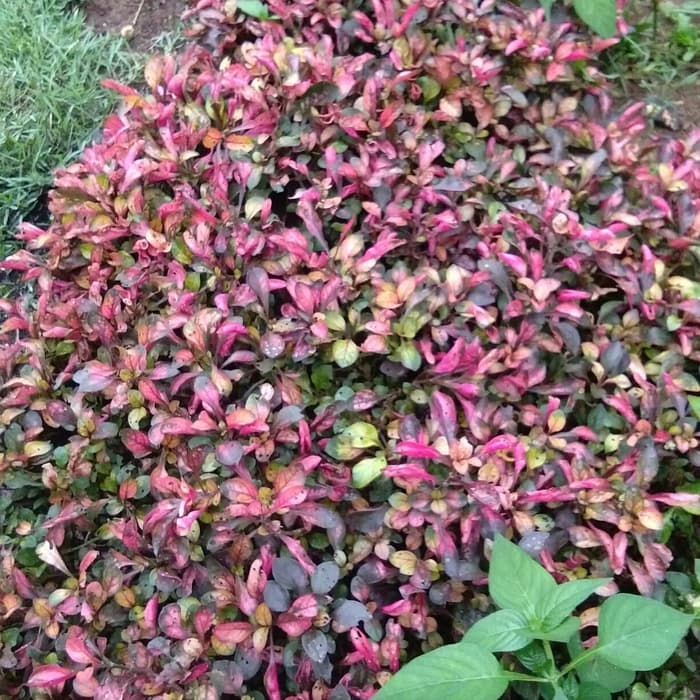 Kerokot merah rimbun / pohon kerokot - krokot