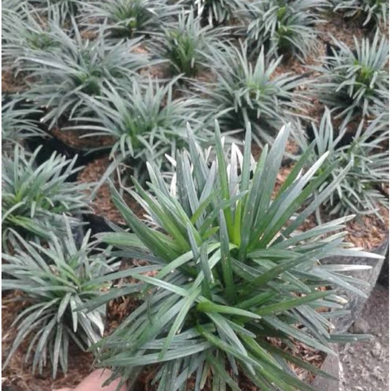 rumput kucai