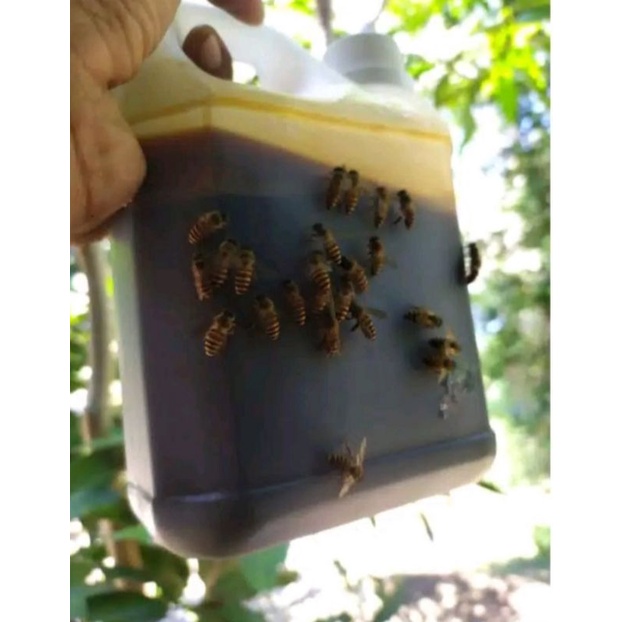 

MADU MULTI ASLI MURNI TANPA CAMPURAN (1 KG) MURAH