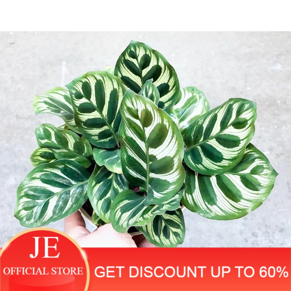 paket 4 jenis Tanaman Hias Bunga chalathea Tanaman Hias Bunga hias hidup Tanaman Hias Bunga indoor