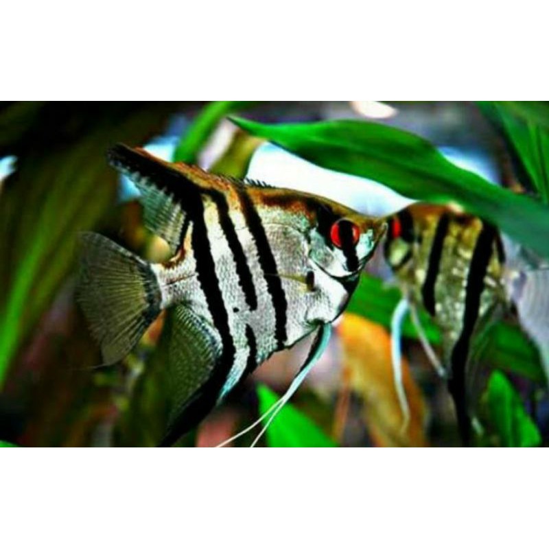 Ikan manfish tricolor