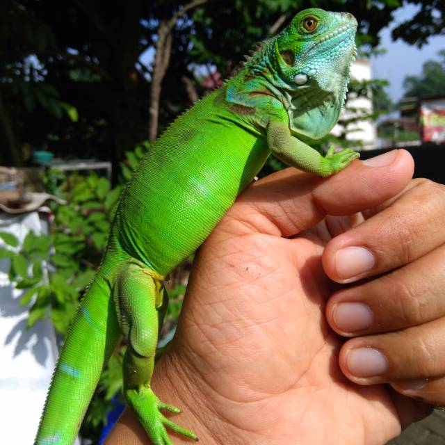 Green Iguana Colomb B1.5