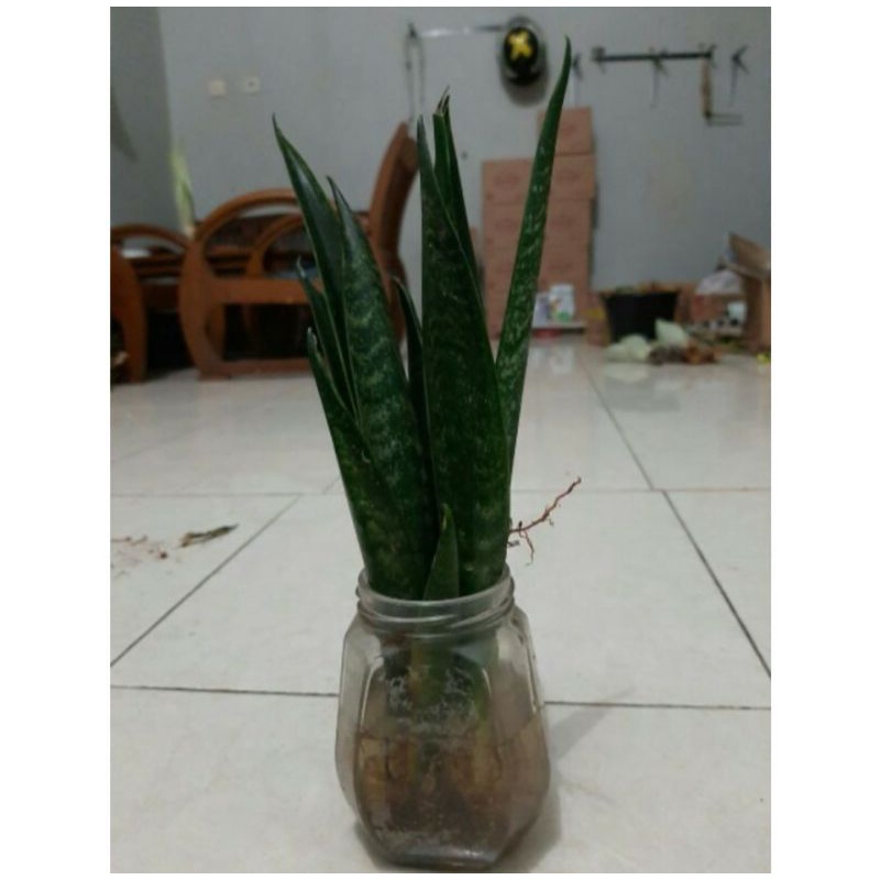 SANSIVERA SYLINDRICA/sansivera mini