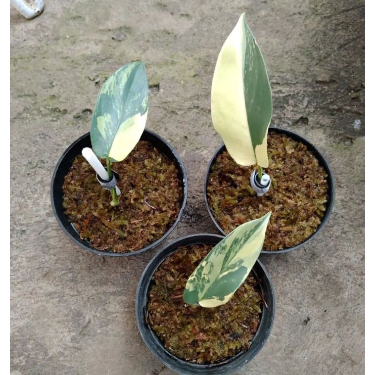 philodendron bippenifolium variegata / violin variegata