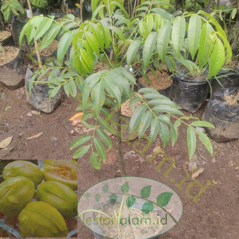 bibit pohon buah kedongdong bibit kedongdong