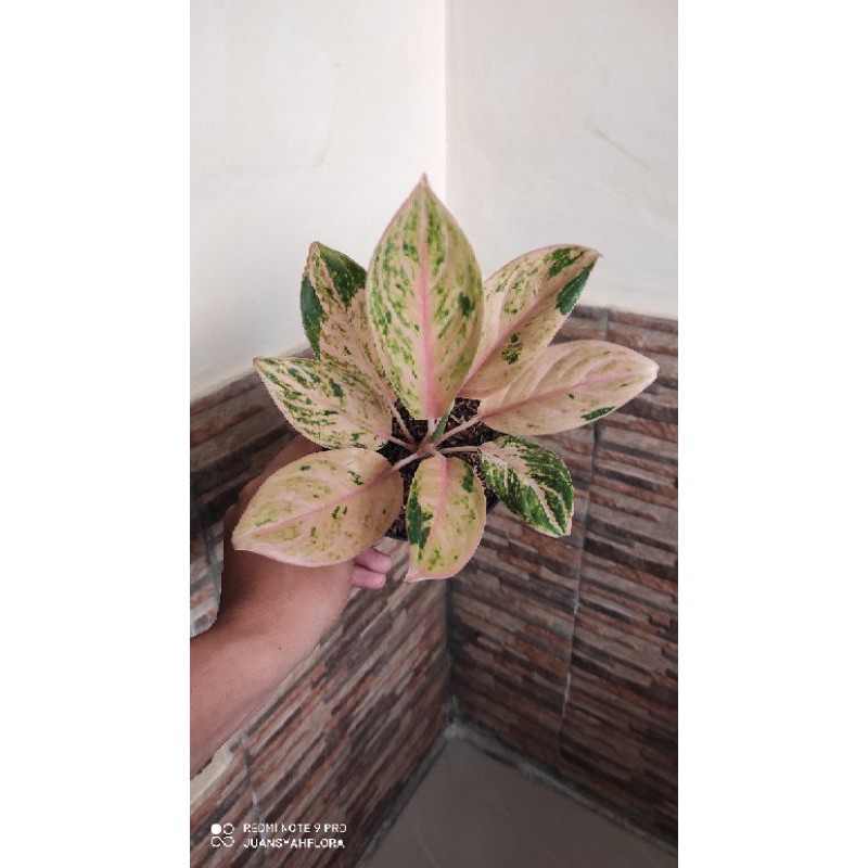 aglaonema obama