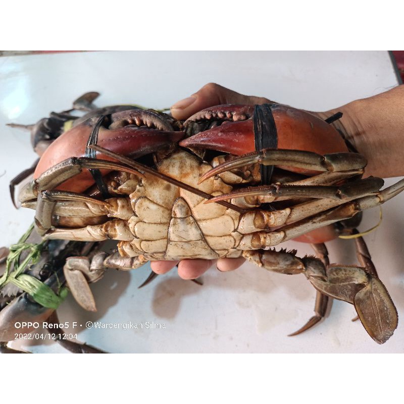 

Kepiting mati Segar 1kg kepiting timika kualitas expor super premium