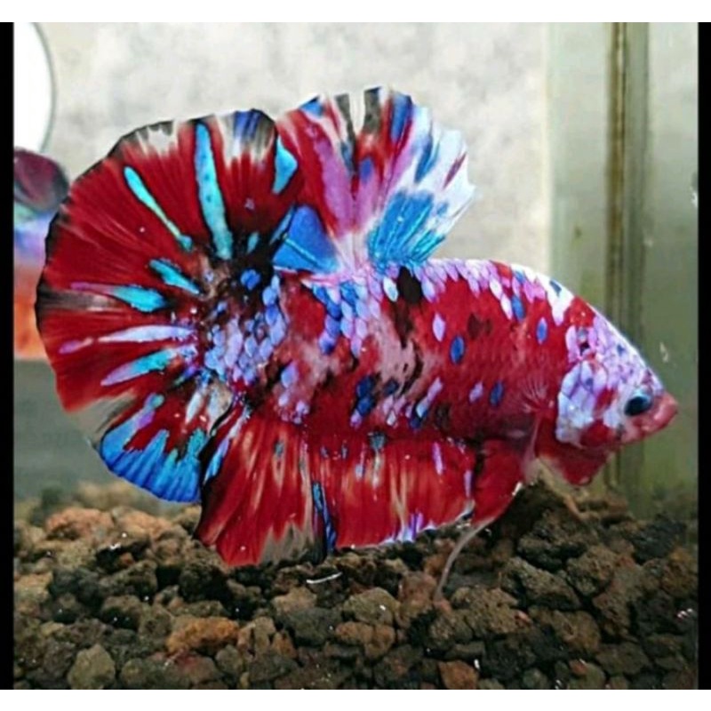 Bahanan ikan cupang kontes grid A++