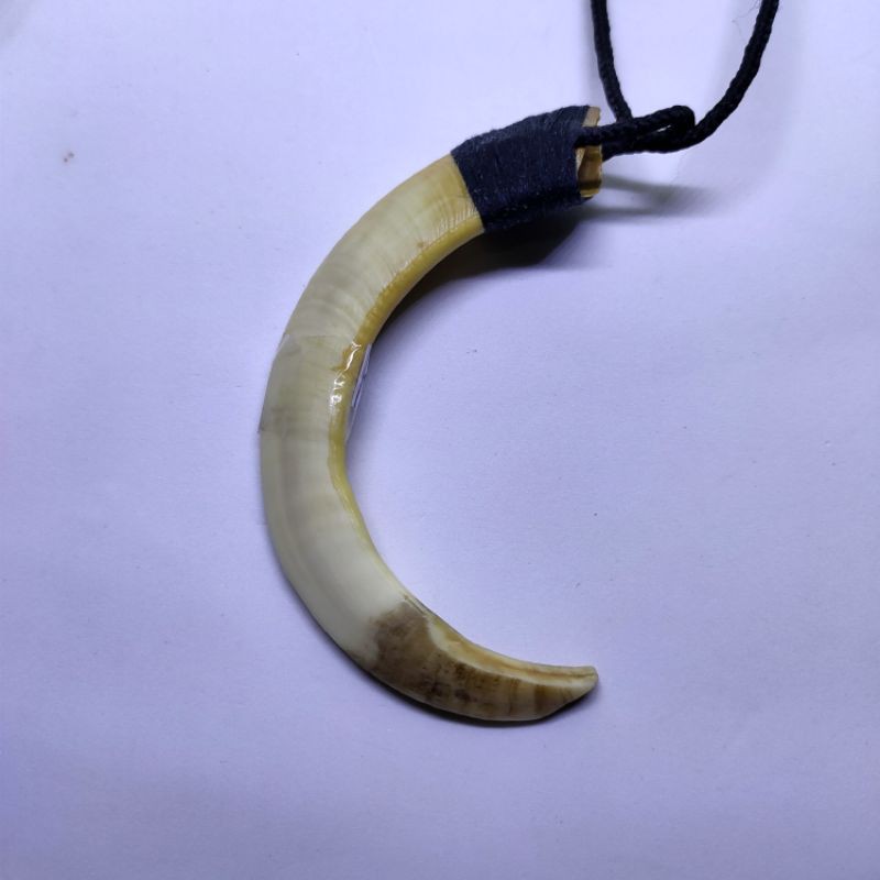 aksesoris taring babi setengah lingkaran asli 07