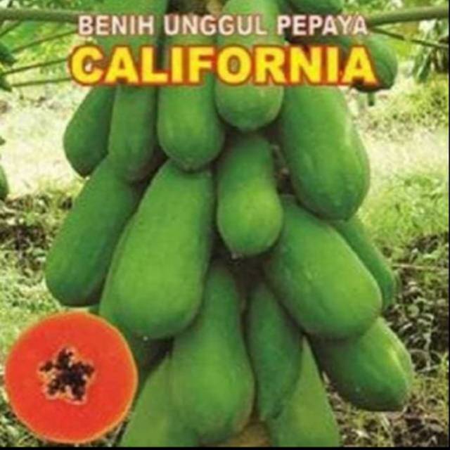 Bibit Pepaya California // Bibit Pepaya Import Terlaris