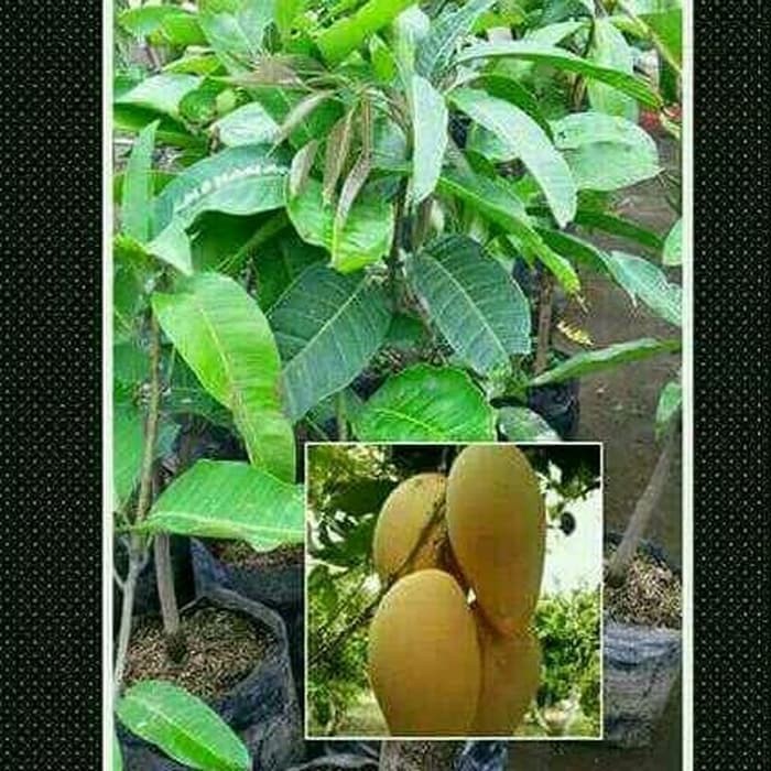 paket 3 bibit buah mangga cokanan