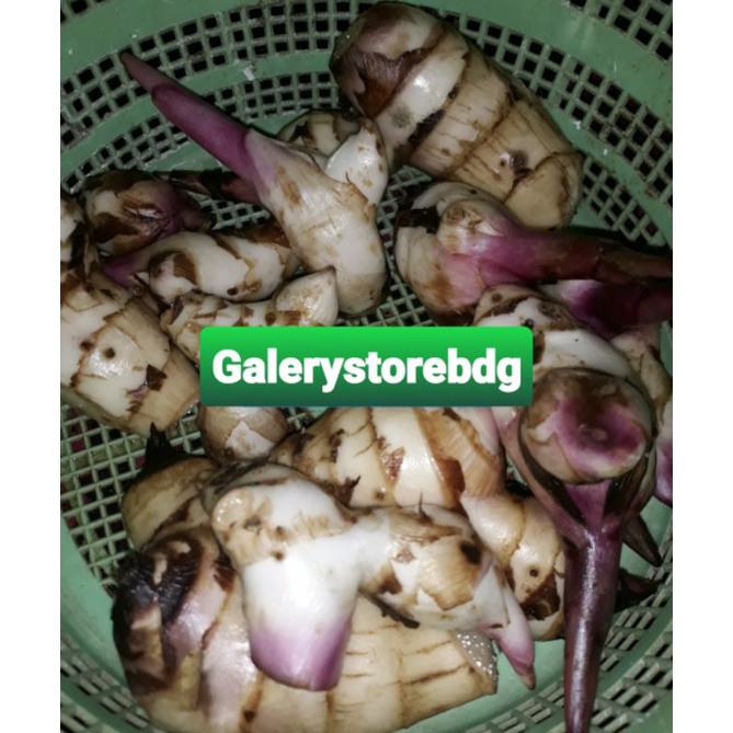 

Umbi ganyong merah segar 1 kg fresh-az