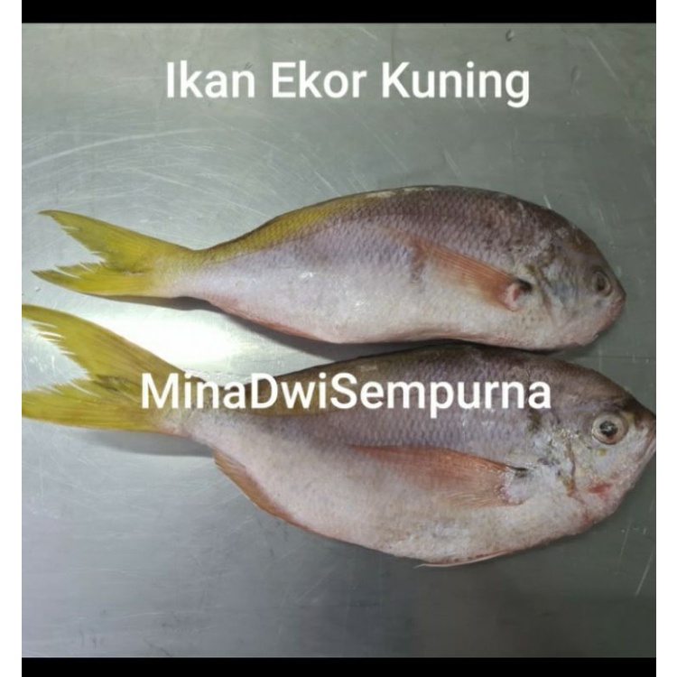 

Ikan Ekor Kuning Fresh 1Kg