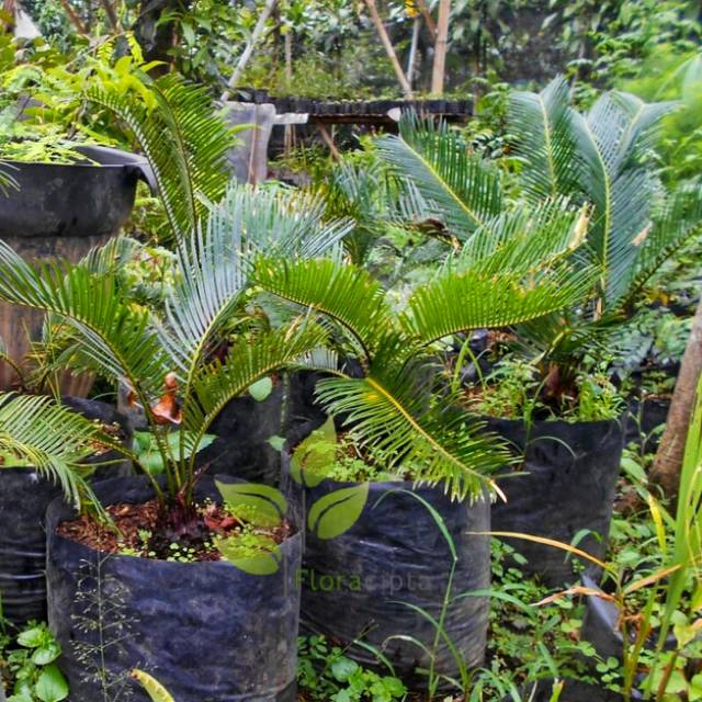 Pohon sikas / tanaman sikas