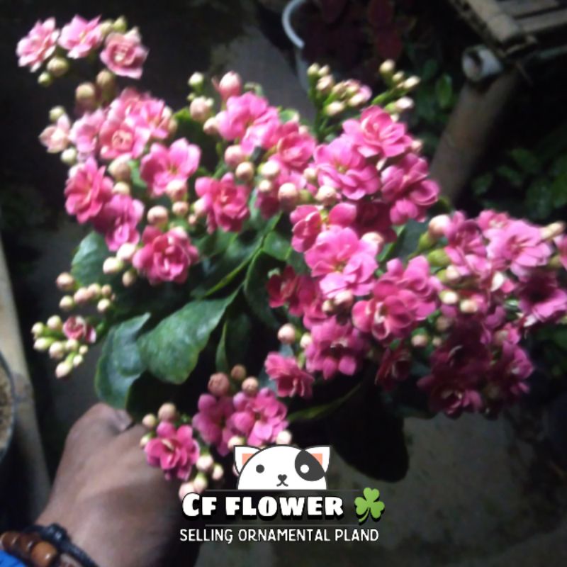 CALANDIVA COCOR BEBEK BUNGA TUMPUK