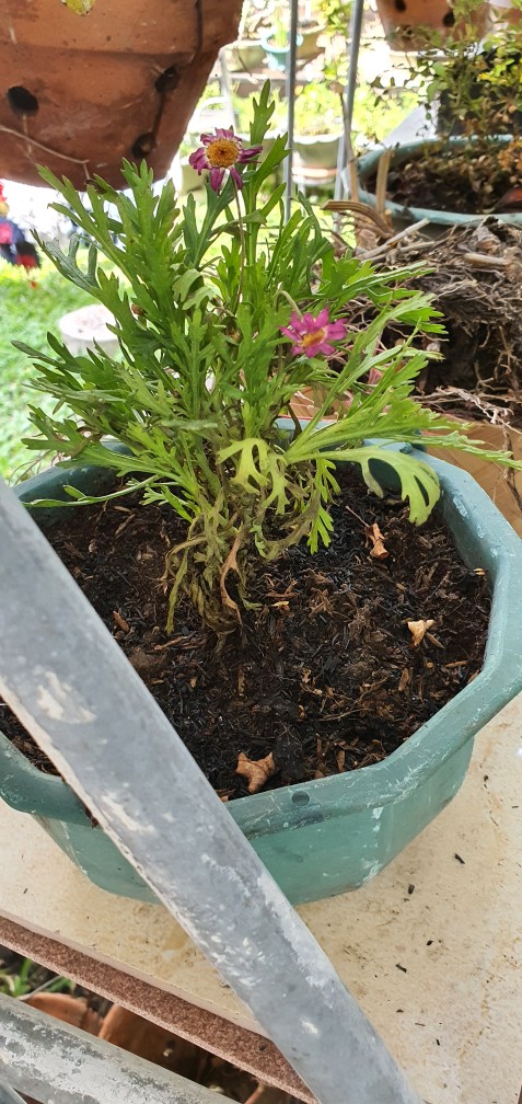 Tanaman Hias - Bunga Krokot Moss Rose
