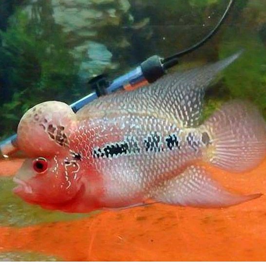 ikan lohan SRD size 7/8/9 cm.