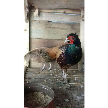 

telur ayam hutan gren ringchek