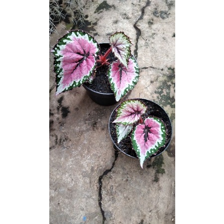 Tanaman Hias Begonia Rex Pelangi Ori