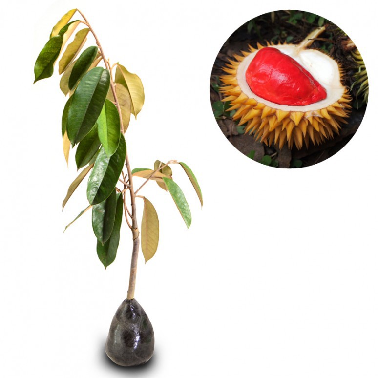 Durian Merah