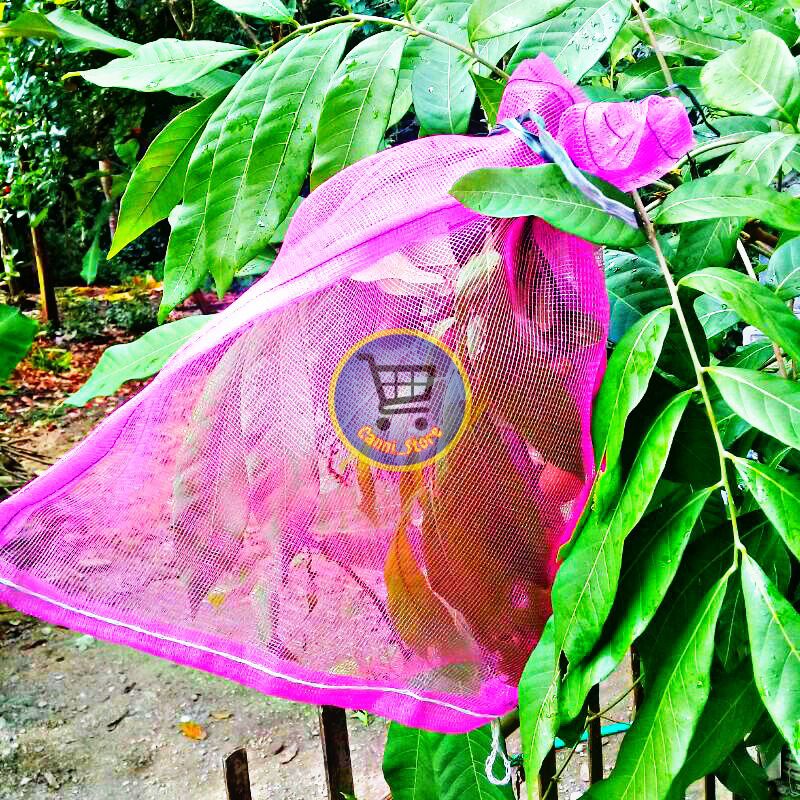 Brongsong kelengkeng/bungkus buah kelengkeng