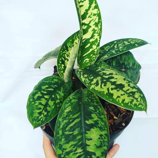 Tanaman hias aglonema karet