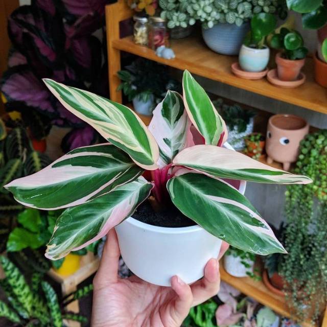 Calathea multicolor