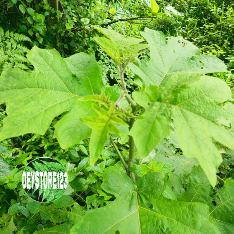 

Daun Takokak segar fresh per 150 grm