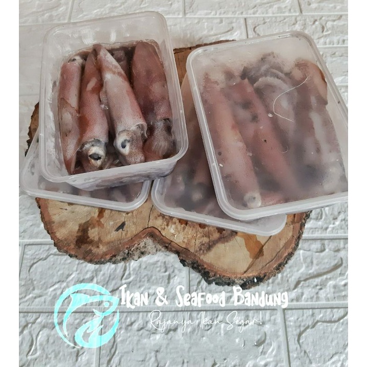 

Cumi CK / Cumi Basah / Cumi Segar / Frozen