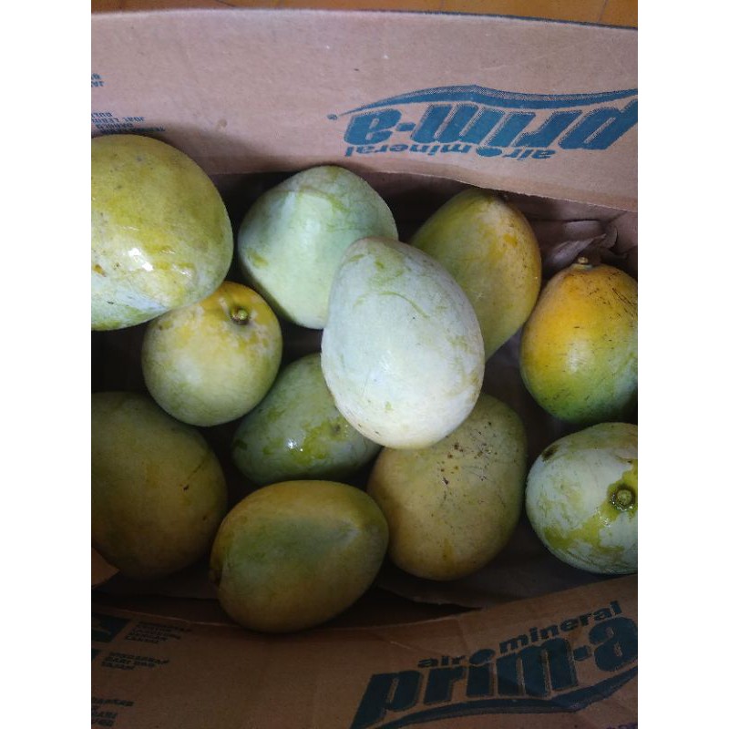 

mangga cengkir (mangga manis)