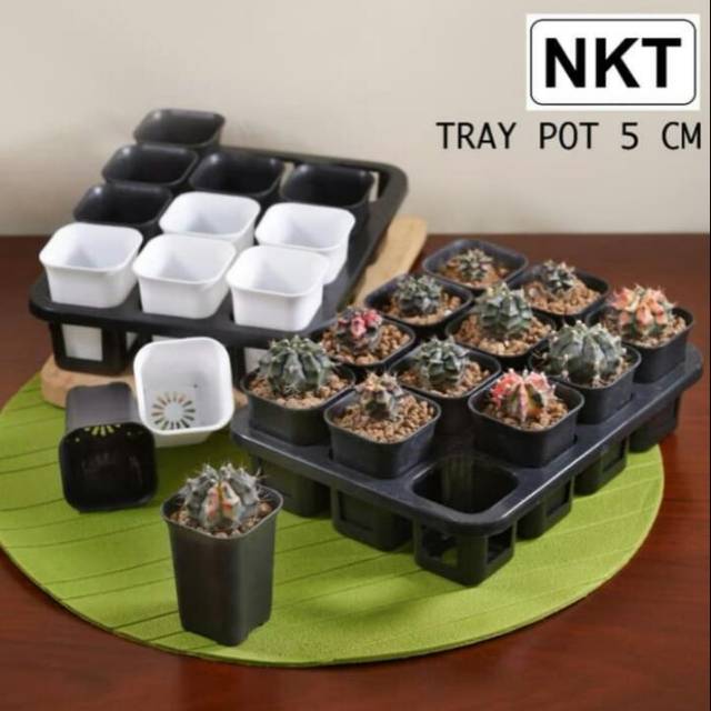 Tray pot kotak 5 cm termasuk pot l pot kotak 5 cm l untuk warna putih