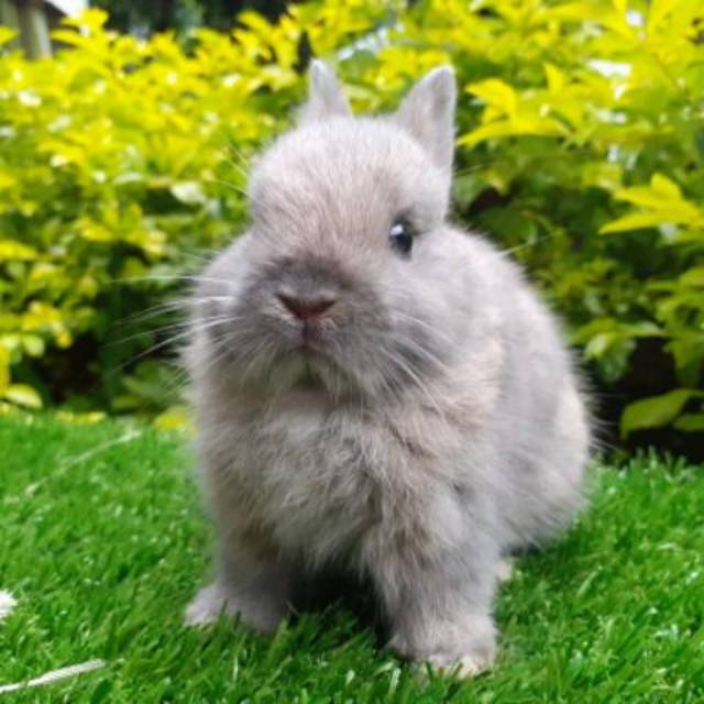 Konsep Baru Kelinci Mini Netherland Dwarf Berasal Dari Gambar Hewan