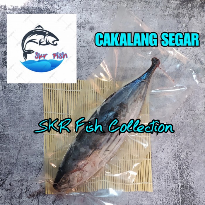 

ikan tongkol cakalang segar / cakalang segar