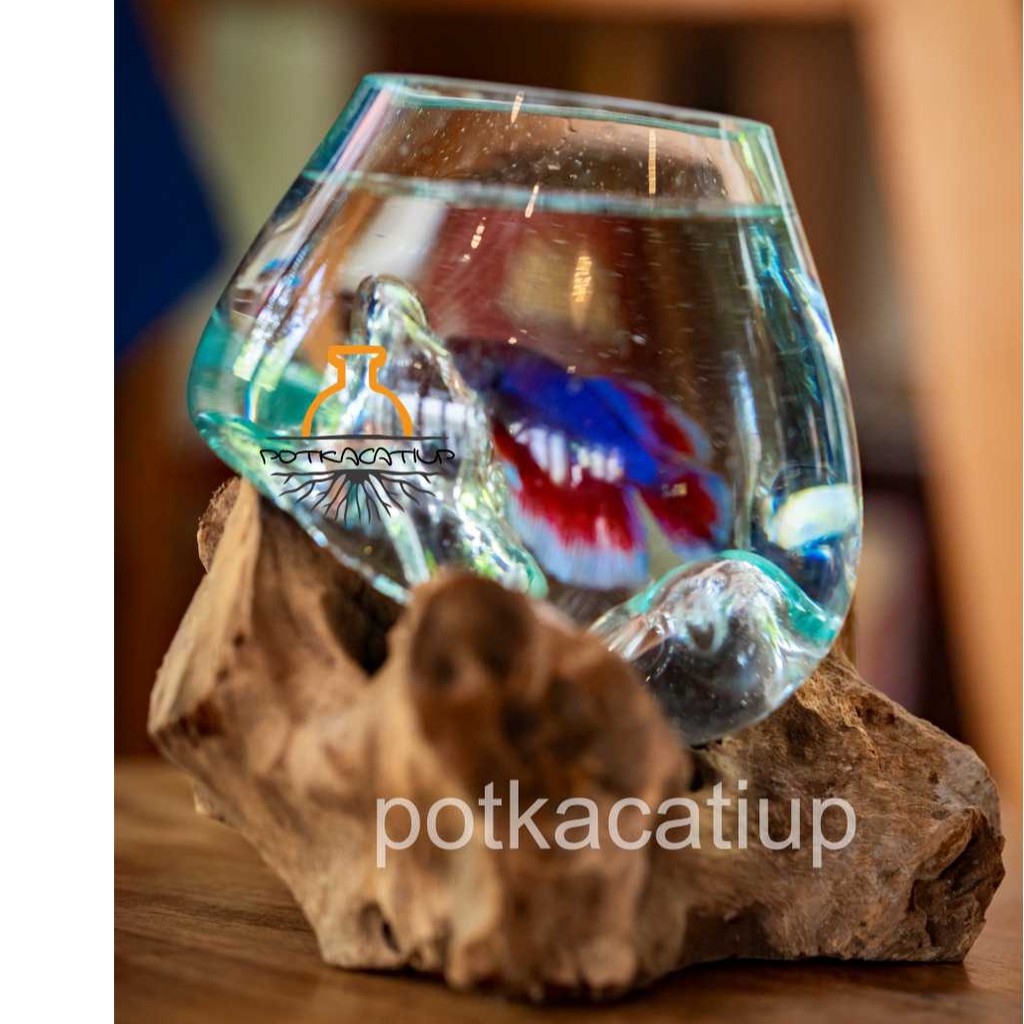 AKUARIUM IKAN CUPANG - SIZE M / AQUASCAPE / AQUARIUM KAYU potkacatiup