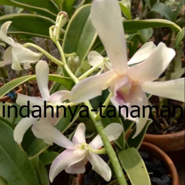 NEW Anggrek dendrobium Channel Fragrance