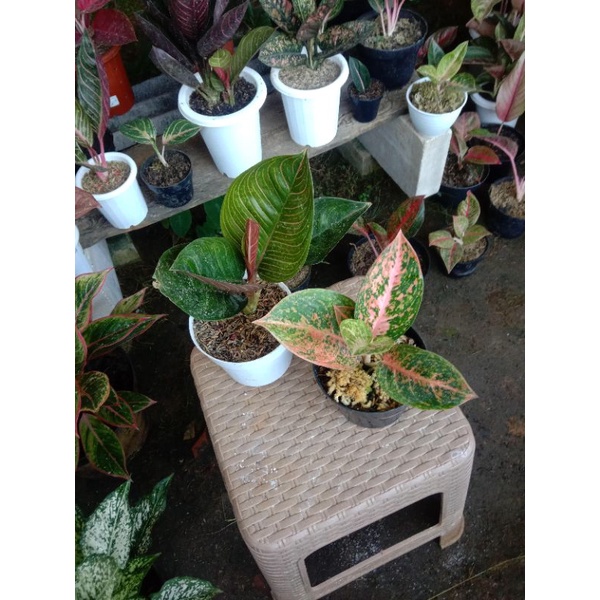 aglonema SO & Black kresna