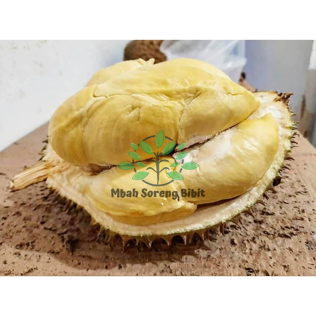 Bibit Durian Montong Bawor kaki 3 - Bibit Durian Montong - Bibit Durian Bawor kaki Okulasi