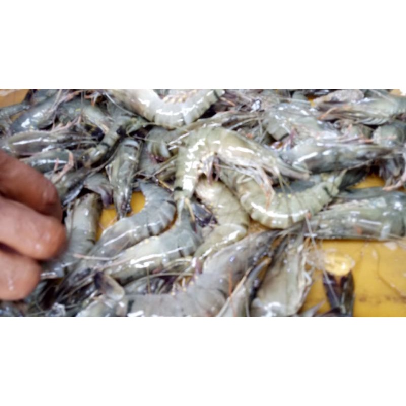 

Udang Windu Besar Segar 1 Kg