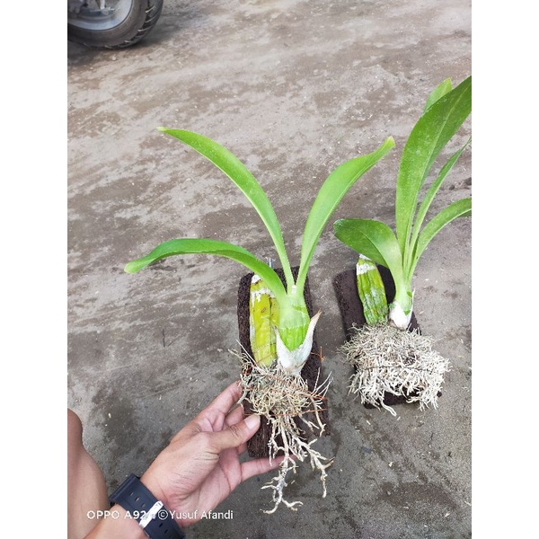 Grammatophyllum scriptum jungle rawatan
