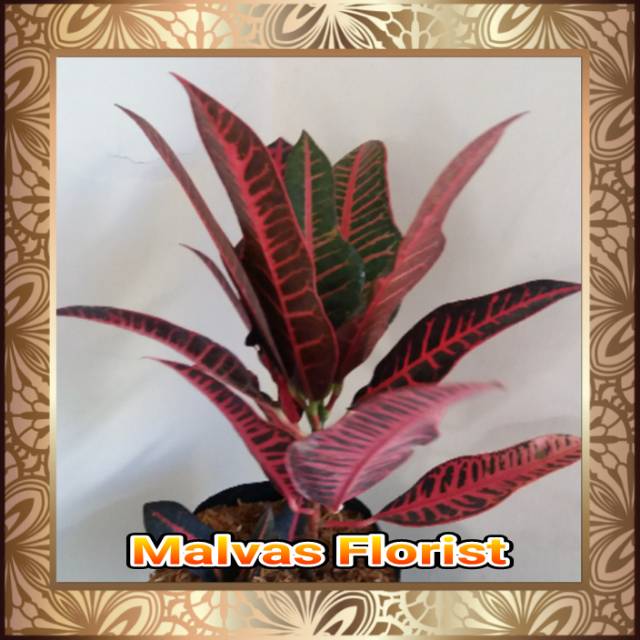 Tanaman hias - bibit puring pink meiridian