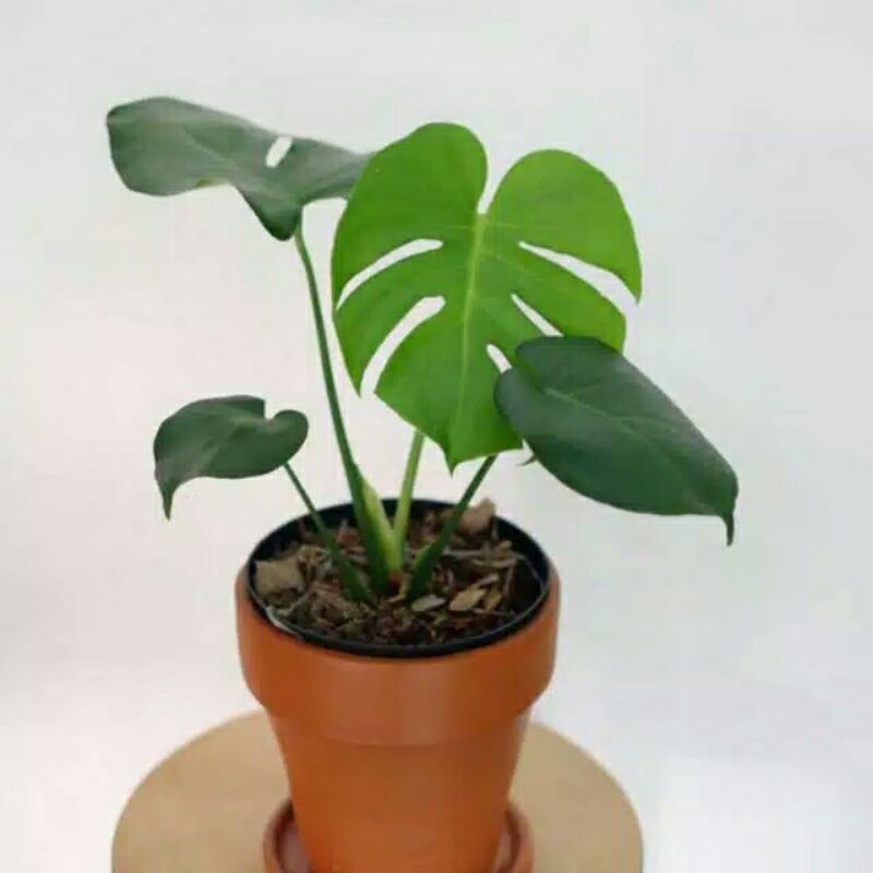 Jual Tanaman Hias Monstera Deliciosa Tanaman Hias Indor Monstera