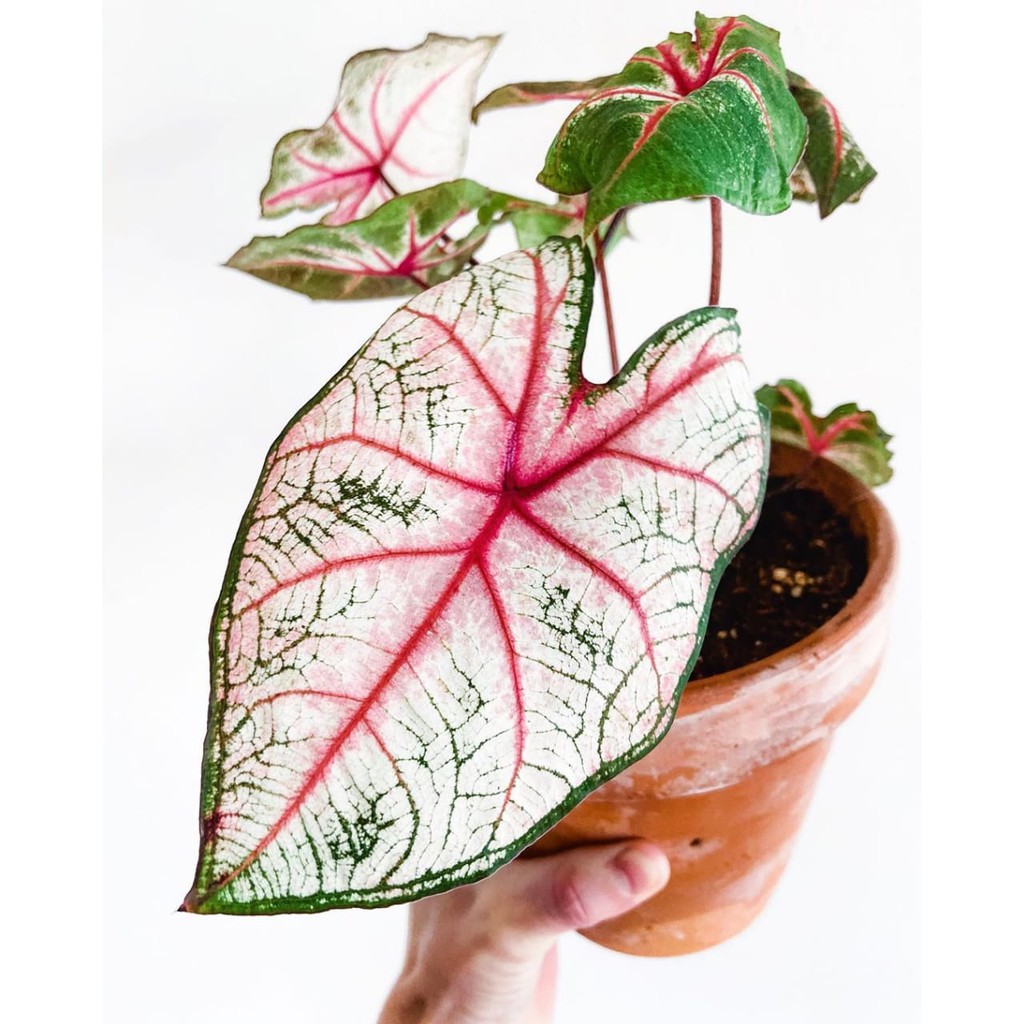 Tanaman Hias Keladi White Queen - Caladium White Queen BERGARANSI