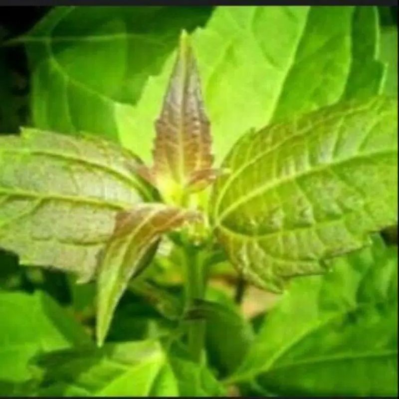 

daun balakcida herbal