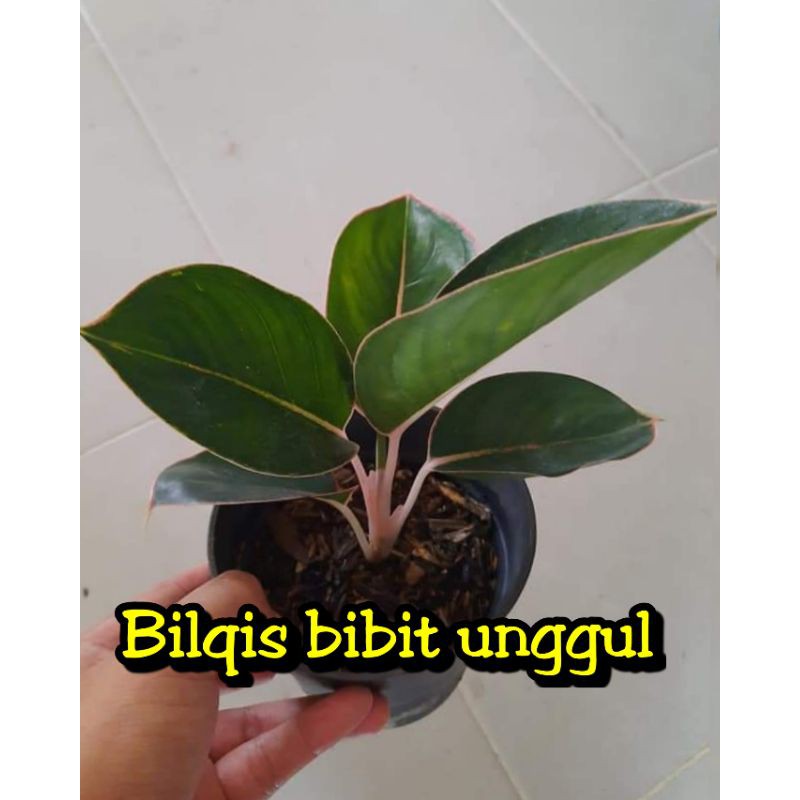 bunga aglonema flamingo_bunga aglonema flaminggo