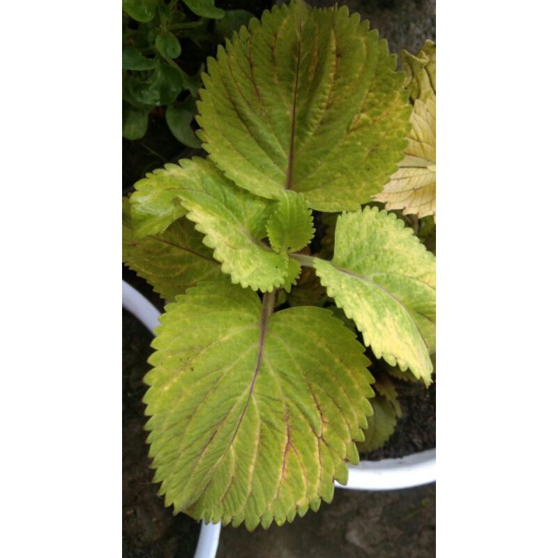 miana#lokal#premium#super#sultan